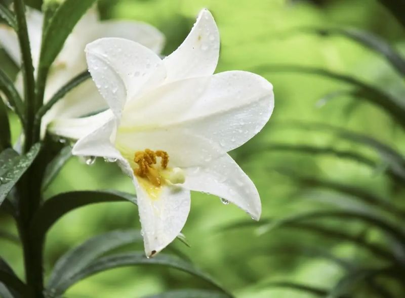 Hình ảnh hoa loa kèn trong ánh sáng dịu nhẹ Hình ảnh hoa loa kèn trong ánh sáng dịu nhẹ