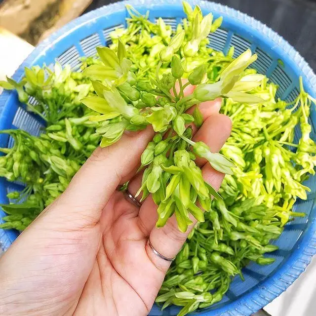 Cây hoa thiên lý mang lại không khí trong lành và mát mẻ