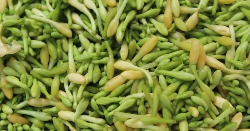 Cây hoa thiên lý – điểm nhấn thiên nhiên trong khuôn viên