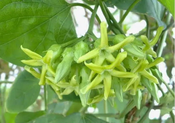 Cây hoa thiên lý tạo nên không gian xanh và thoáng đãng