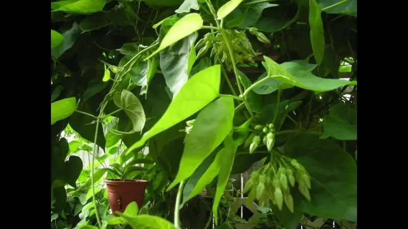 Cây hoa thiên lý mang lại vẻ đẹp giản dị và gần gũi