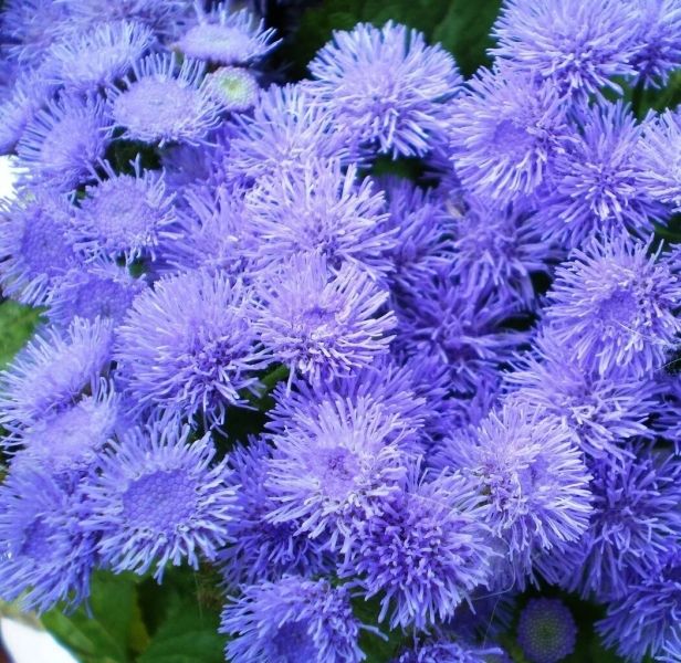Cánh hoa cứt lợn nhỏ nhưng quyến rũ Cánh hoa cứt lợn nhỏ nhưng quyến rũ