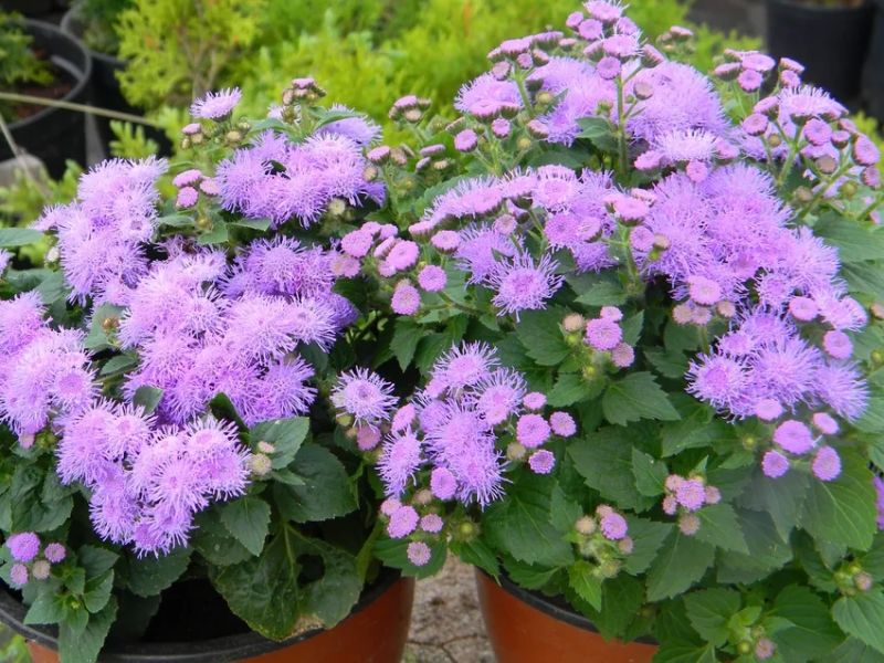 Hoa cứt lợn giản dị nhưng đầy lôi cuốn Hoa cứt lợn giản dị nhưng đầy lôi cuốn