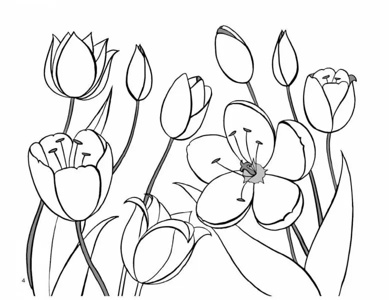 Khám phá vẻ đẹp của hoa tulip qua từng đường nét của tranh tô màu. Khám phá vẻ đẹp của hoa tulip qua từng đường nét của tranh tô màu.