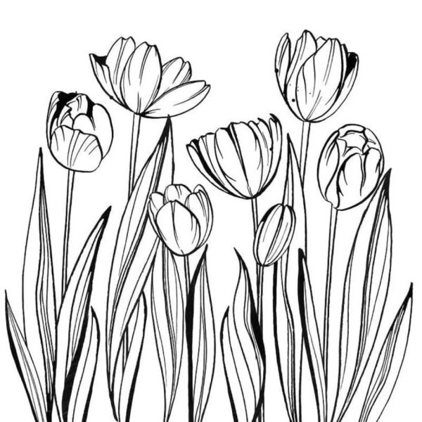 Tranh tô màu hoa tulip cho trẻ em, dễ dàng tô vẽ và vui chơi. Tranh tô màu hoa tulip cho trẻ em, dễ dàng tô vẽ và vui chơi.