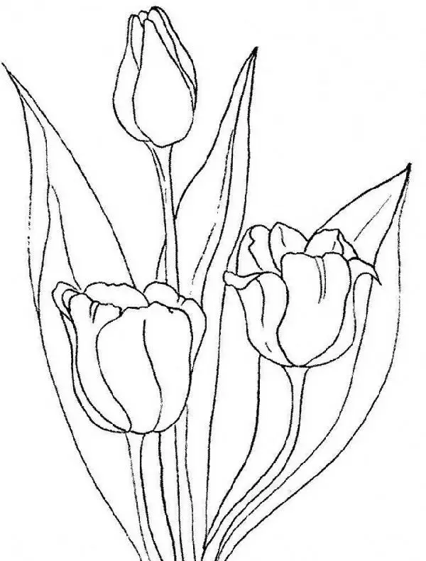Tranh tô màu hoa tulip cho trẻ em, một cách tuyệt vời để thư giãn. Tranh tô màu hoa tulip cho trẻ em, một cách tuyệt vời để thư giãn.