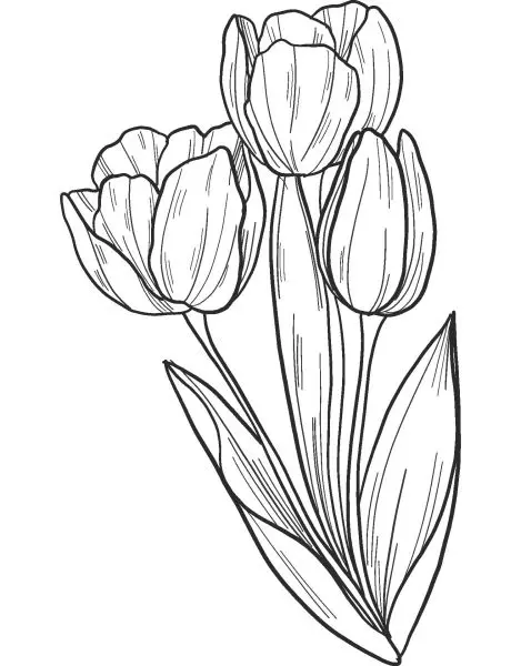 Tranh tô màu hoa tulip cho người lớn, giúp giải tỏa căng thẳng sau ngày dài. Tranh tô màu hoa tulip cho người lớn, giúp giải tỏa căng thẳng sau ngày dài.