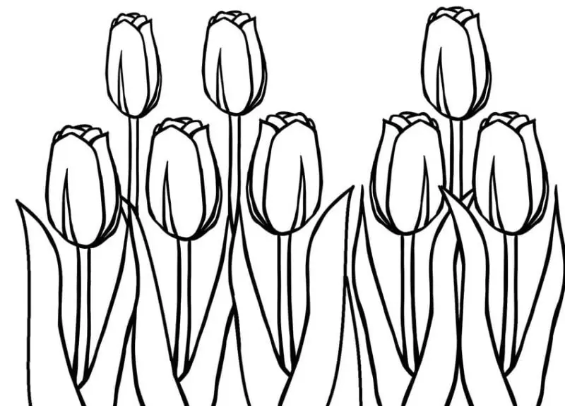 Tranh tô màu hoa tulip cho người lớn – món giải trí lý tưởng sau giờ làm việc. Tranh tô màu hoa tulip cho người lớn – món giải trí lý tưởng sau giờ làm việc.