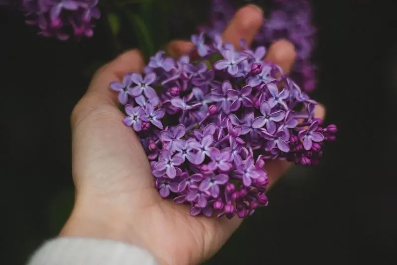 Vẻ đẹp lãng mạn trong ảnh hoa tử đinh hương Vẻ đẹp lãng mạn trong ảnh hoa tử đinh hương