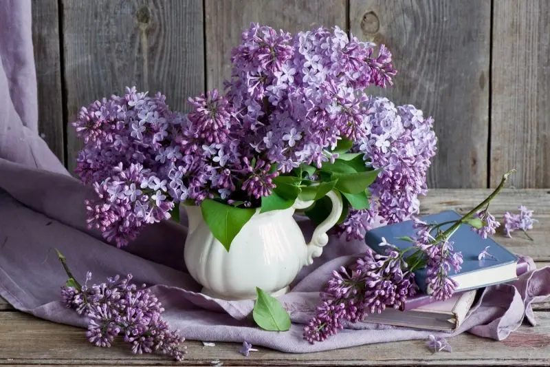 Ngắm ảnh hoa tử đinh hương để thư giãn và tận hưởng thiên nhiên Ngắm ảnh hoa tử đinh hương để thư giãn và tận hưởng thiên nhiên