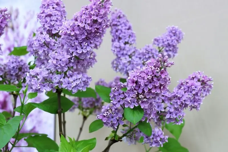 Hoa tử đinh hương là biểu tượng của sự thanh khiết và tinh tế Hoa tử đinh hương là biểu tượng của sự thanh khiết và tinh tế