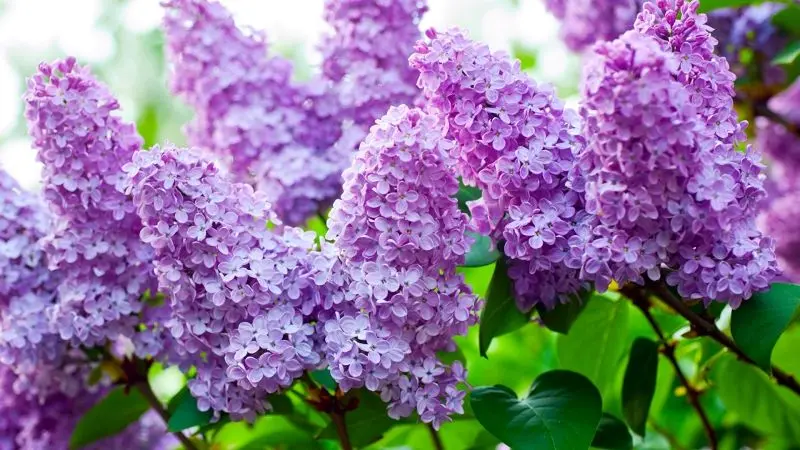 Màu tím nhẹ nhàng của hoa tử đinh hương tạo điểm nhấn Màu tím nhẹ nhàng của hoa tử đinh hương tạo điểm nhấn