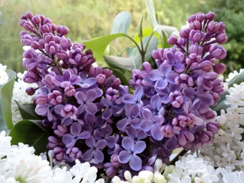 Hoa tử đinh hương nở rộ, mang lại vẻ đẹp đầy sức sống Hoa tử đinh hương nở rộ, mang lại vẻ đẹp đầy sức sống