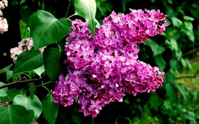 Sắc tím nhẹ nhàng của hoa tử đinh hương quyến rũ Sắc tím nhẹ nhàng của hoa tử đinh hương quyến rũ
