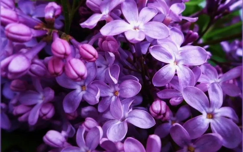 Hoa tử đinh hương màu tím, biểu tượng của sự dịu dàng Hoa tử đinh hương màu tím, biểu tượng của sự dịu dàng