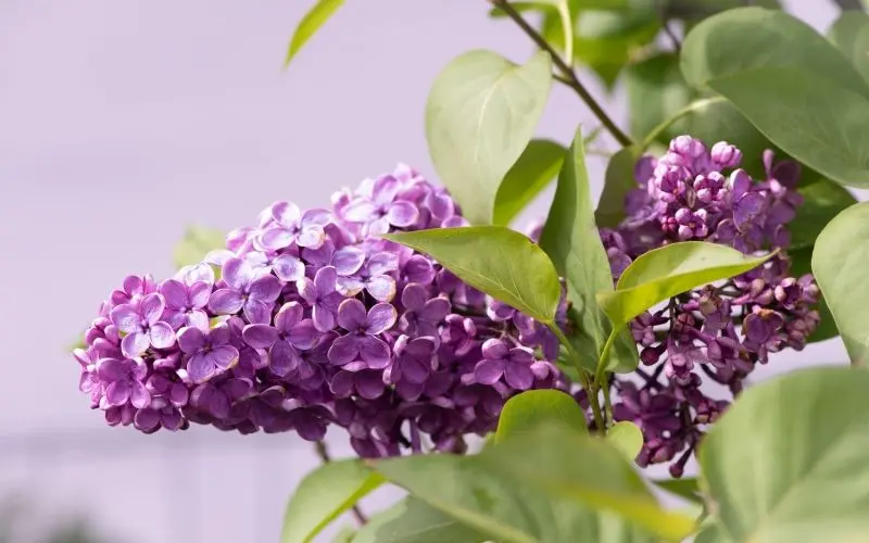 Mỗi cánh hoa tử đinh hương màu tím mang lại sự thư thái Mỗi cánh hoa tử đinh hương màu tím mang lại sự thư thái