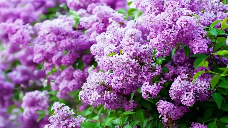 Khung cảnh mộng mơ với hoa tử đinh hương màu tím Khung cảnh mộng mơ với hoa tử đinh hương màu tím