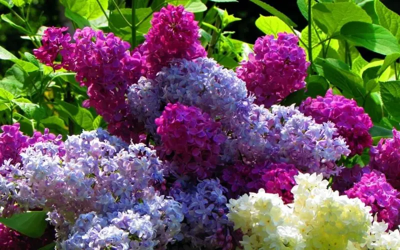 Màu tím hoa tử đinh hương là lựa chọn hoàn hảo cho không gian Màu tím hoa tử đinh hương là lựa chọn hoàn hảo cho không gian