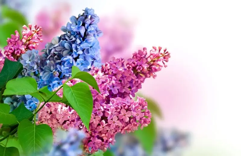 Ảnh hoa tử đinh hương đầy cảm xúc, thu hút ánh nhìn của mọi người Ảnh hoa tử đinh hương đầy cảm xúc, thu hút ánh nhìn của mọi người