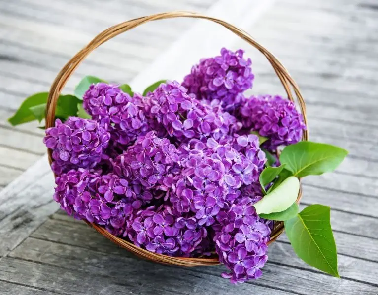 Khung cảnh tươi sáng với ảnh hoa tử đinh hương đẹp tinh khôi Khung cảnh tươi sáng với ảnh hoa tử đinh hương đẹp tinh khôi