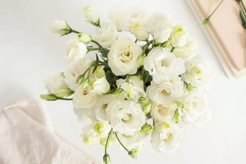 Sự thanh thoát của hoa cát tường trắng Sự thanh thoát của hoa cát tường trắng