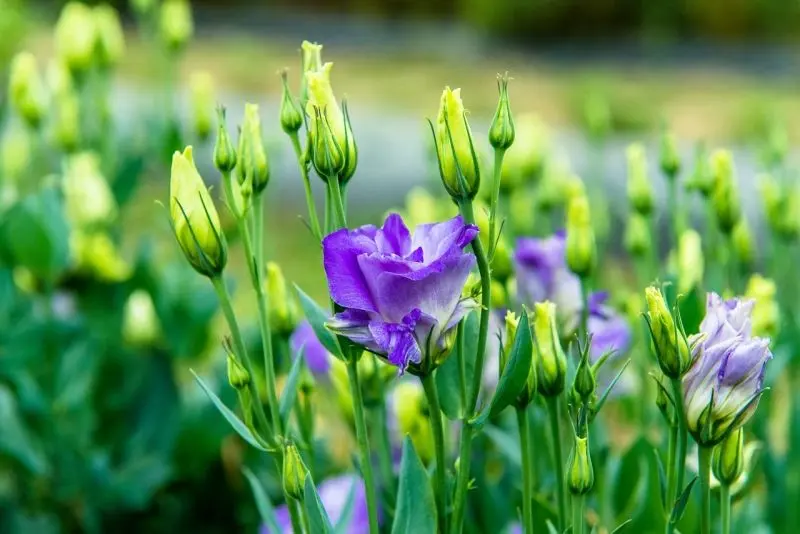 Sắc hoa cát tường tím làm say lòng người Sắc hoa cát tường tím làm say lòng người