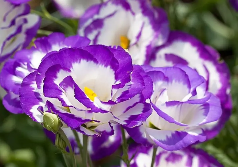 Vẻ đẹp hoa cát tường tím đầy mê hoặc Vẻ đẹp hoa cát tường tím đầy mê hoặc