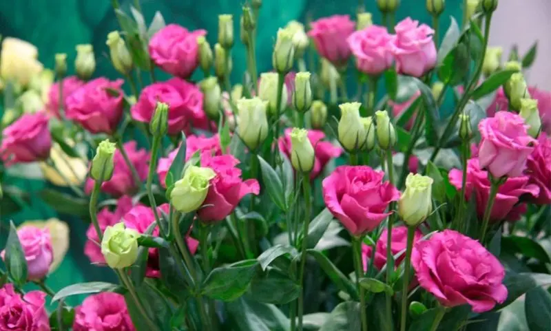 Cánh hoa cát tường hồng mềm mại và nổi bật Cánh hoa cát tường hồng mềm mại và nổi bật