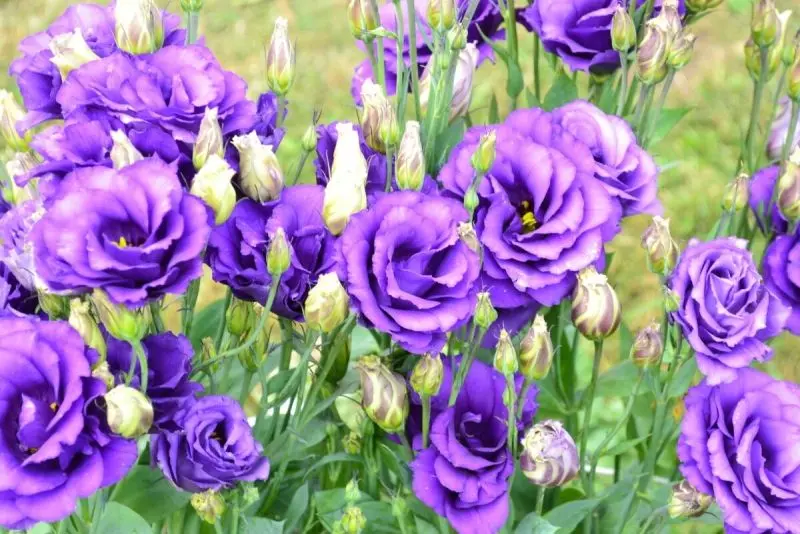 Vẻ đẹp lãng mạn của hoa cát tường tím Vẻ đẹp lãng mạn của hoa cát tường tím