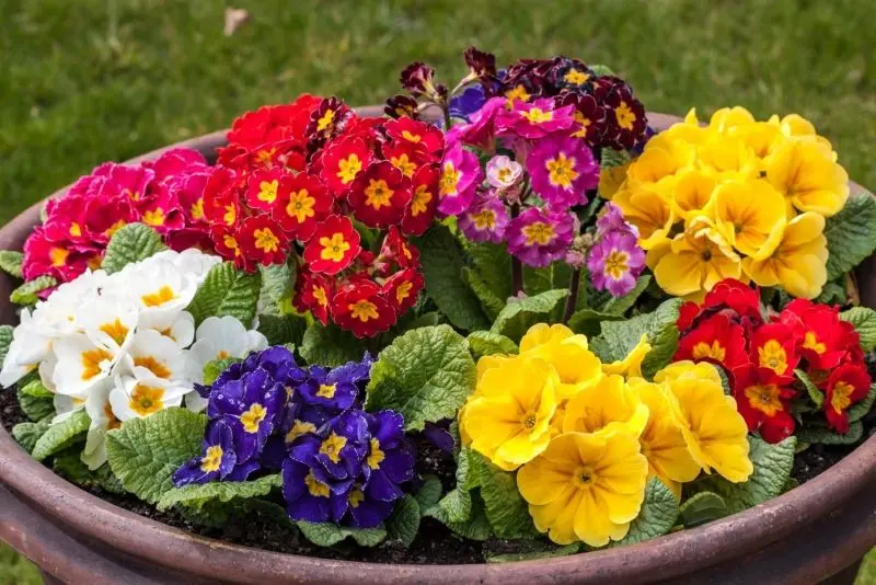 Hoa anh thảo tím huyền bí và cuốn hút Hoa anh thảo tím huyền bí và cuốn hút