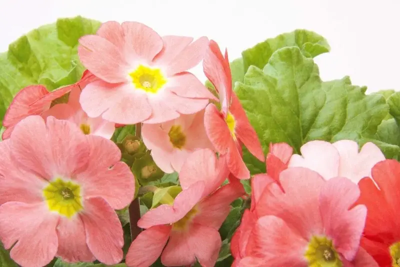 Sắc hoa anh thảo hồng nhẹ nhàng Sắc hoa anh thảo hồng nhẹ nhàng