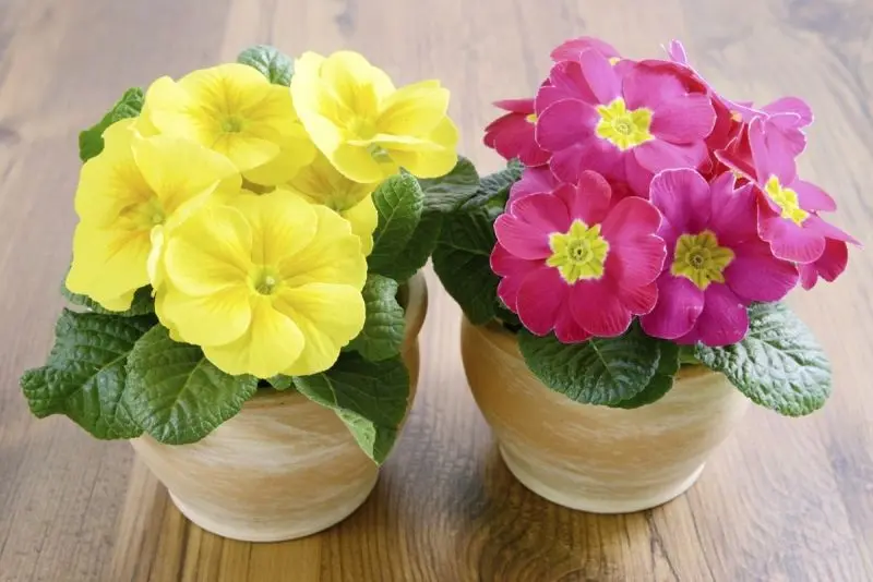 Cánh hoa anh thảo vàng mỏng manh Cánh hoa anh thảo vàng mỏng manh