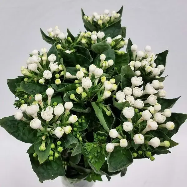 Hương thơm dịu dàng từ những bông hoa nhài trắng tinh khôi Hương thơm dịu dàng từ những bông hoa nhài trắng tinh khôi