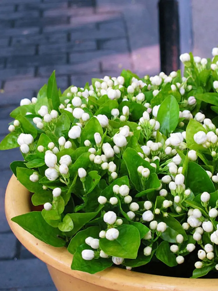 Cánh hoa nhài tỏa hương, điểm nhấn của thiên nhiên Cánh hoa nhài tỏa hương, điểm nhấn của thiên nhiên