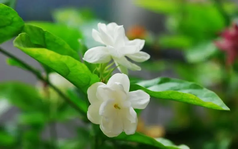 Cánh hoa nhài trắng – Biểu tượng của tình yêu thuần khiết Cánh hoa nhài trắng – Biểu tượng của tình yêu thuần khiết
