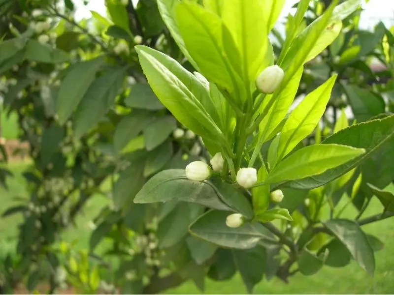 Vẻ đẹp hoa nhài trắng tinh khôi, nhẹ nhàng đến lạ Vẻ đẹp hoa nhài trắng tinh khôi, nhẹ nhàng đến lạ