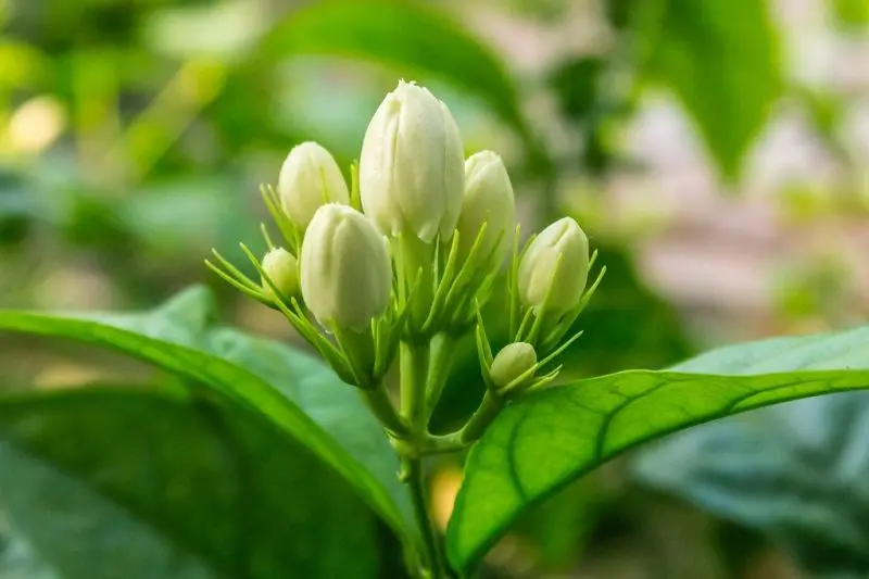 Mùi hương hoa nhài nồng nàn mang lại cảm giác an yên Mùi hương hoa nhài nồng nàn mang lại cảm giác an yên