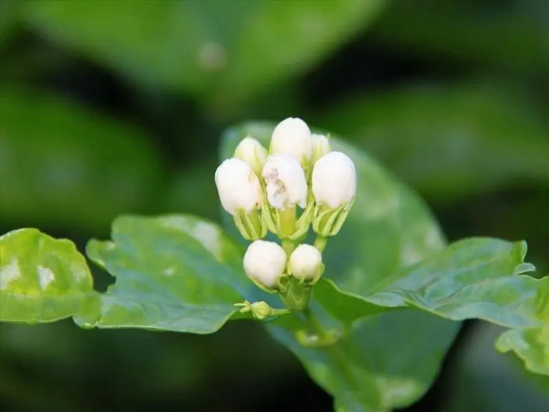Cụm hoa nhài trắng nở rộ tạo nên không gian thơ mộng Cụm hoa nhài trắng nở rộ tạo nên không gian thơ mộng