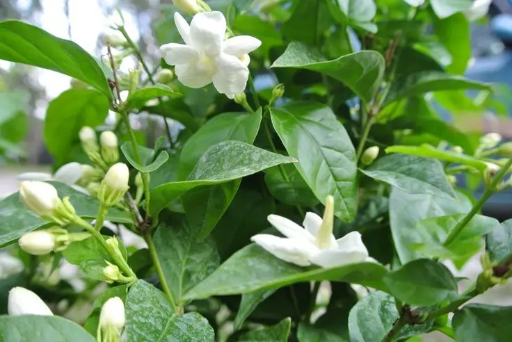 Hoa nhài đẹp tinh tế với vẻ thanh nhã và thuần khiết Hoa nhài đẹp tinh tế với vẻ thanh nhã và thuần khiết