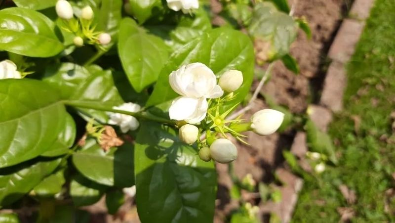Vẻ đẹp thanh thoát của hoa nhài trong nắng sớm Vẻ đẹp thanh thoát của hoa nhài trong nắng sớm
