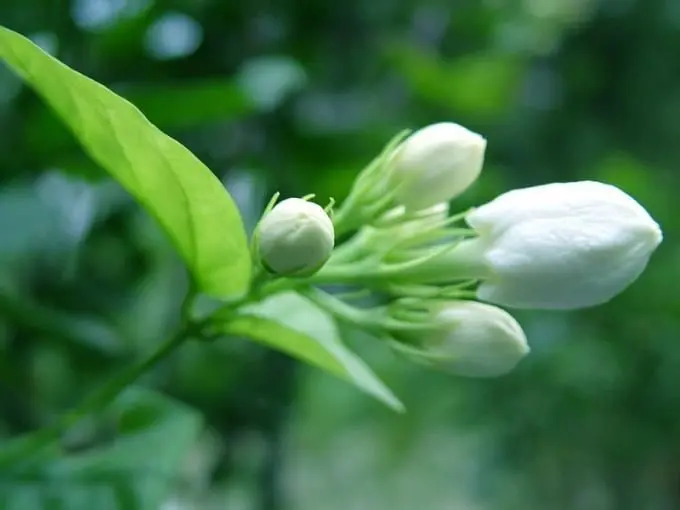 Vườn hoa nhài trắng tinh tế và dịu dàng trong gió nhẹ Vườn hoa nhài trắng tinh tế và dịu dàng trong gió nhẹ