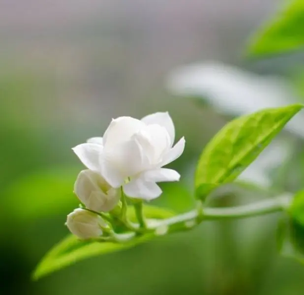 Hương hoa nhài thanh thoát, lan tỏa mọi ngóc ngách Hương hoa nhài thanh thoát, lan tỏa mọi ngóc ngách