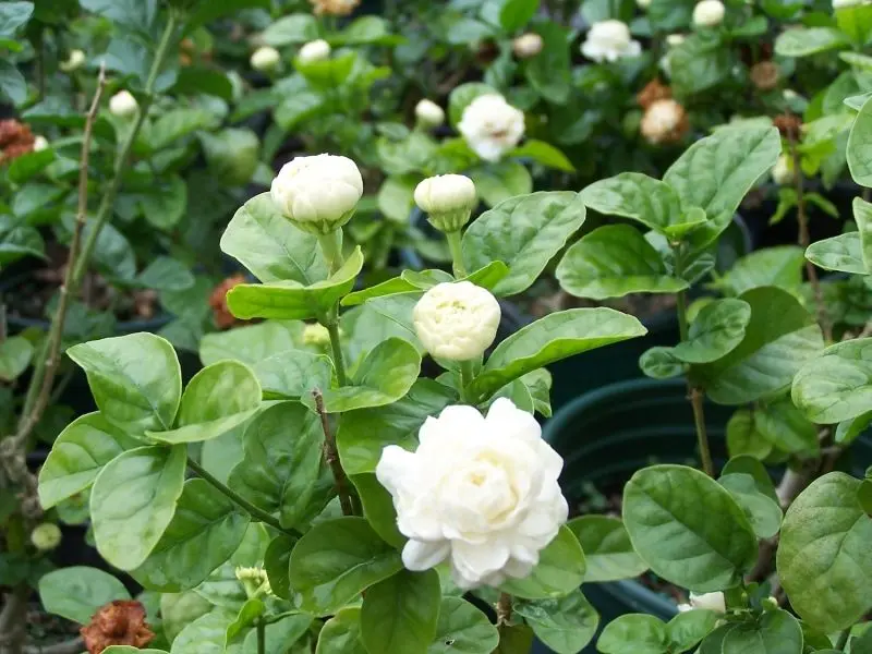Hoa nhài trắng ngọt ngào, biểu tượng của sự trong sáng Hoa nhài trắng ngọt ngào, biểu tượng của sự trong sáng