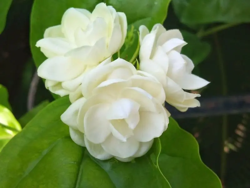 Bông hoa nhài trắng nhỏ nhắn nhưng đầy sức hút Bông hoa nhài trắng nhỏ nhắn nhưng đầy sức hút