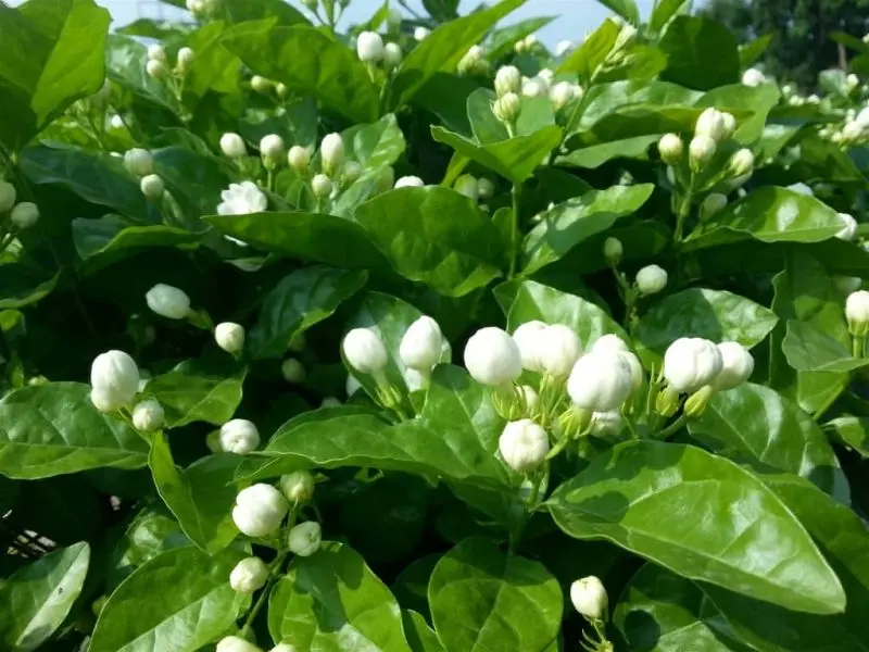 Hương thơm hoa nhài tạo nên không gian thư giãn hoàn hảo Hương thơm hoa nhài tạo nên không gian thư giãn hoàn hảo
