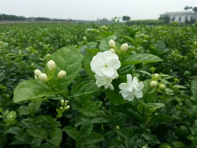 Hoa nhài trắng đẹp như lời chúc bình yên cho cuộc sống Hoa nhài trắng đẹp như lời chúc bình yên cho cuộc sống