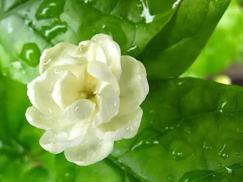 Cánh hoa nhài mềm mại và sắc trắng trong veo Cánh hoa nhài mềm mại và sắc trắng trong veo