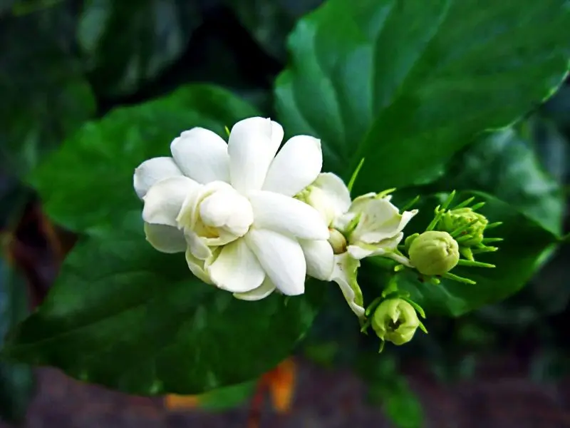 Hoa nhài trong làn gió nhẹ, gợi lên sự bình yên Hoa nhài trong làn gió nhẹ, gợi lên sự bình yên
