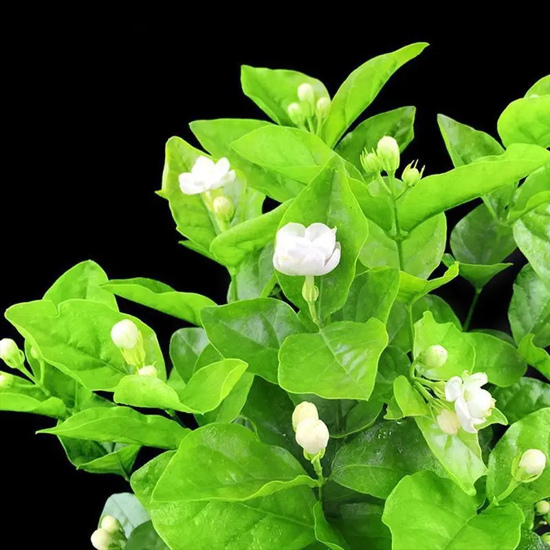 Hoa nhài nở rộ, mang lại cảm giác bình yên và thư giãn Hoa nhài nở rộ, mang lại cảm giác bình yên và thư giãn