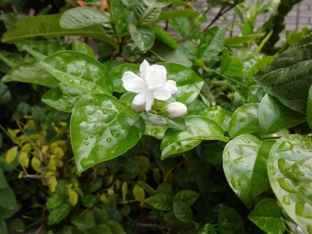 Vẻ đẹp thanh khiết của hoa nhài trong ánh nắng dịu Vẻ đẹp thanh khiết của hoa nhài trong ánh nắng dịu